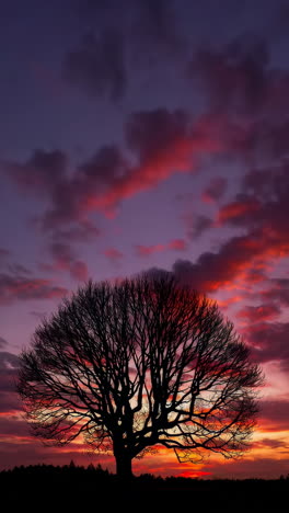 silhouette of a tree at sunset