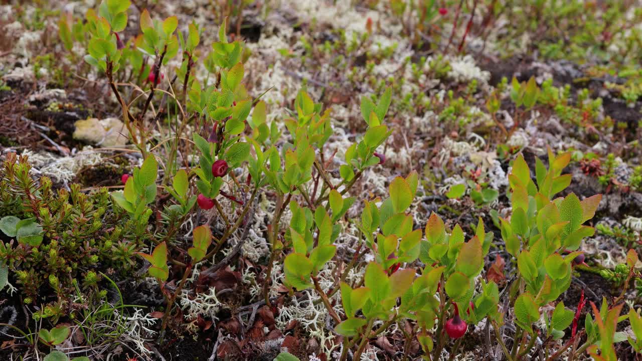 Arktisk Tundra. Smukt naturlandskab i Norge.