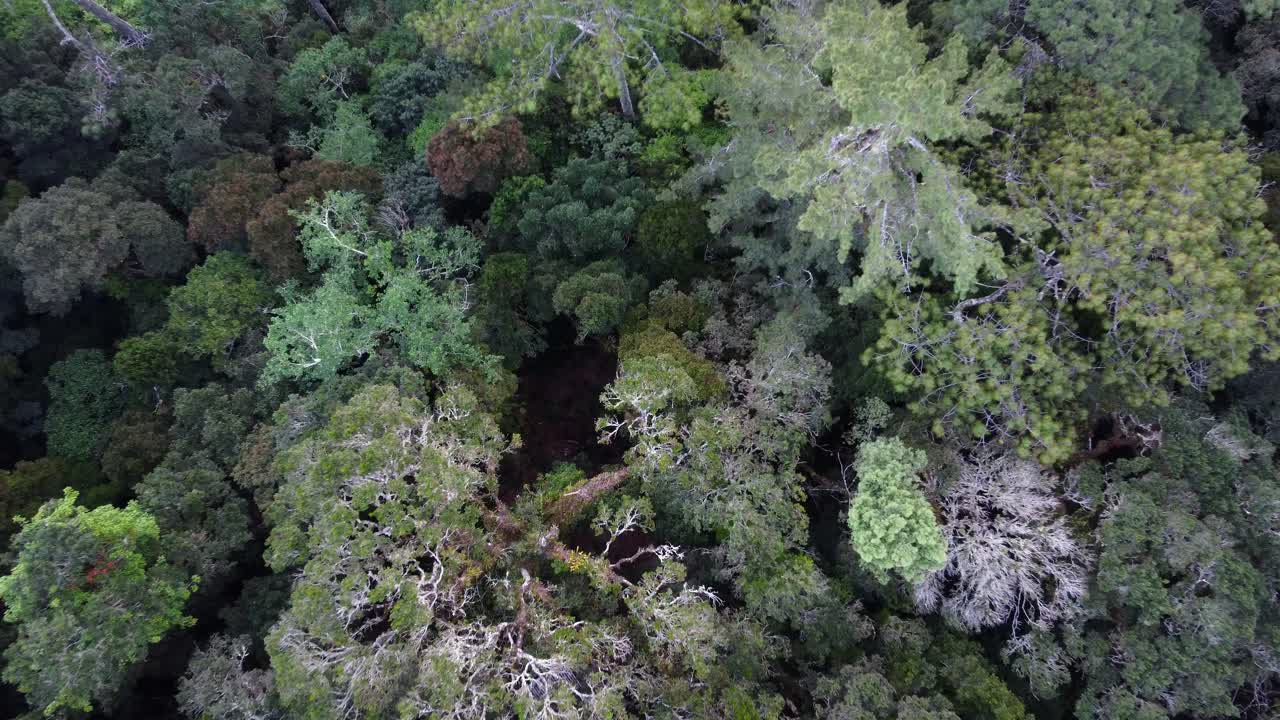 el aire se eleva sobre el denso dosel del bosque en la jungla de américa central