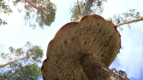 Vista-De-Abajo-Hacia-Arriba.-Un-Hongo-Noble-Y-Real.-Boletus-De-Setas-Blancas.