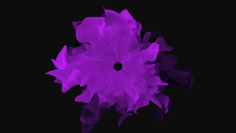 vibrant purple flower blossoms on a dramatic black background