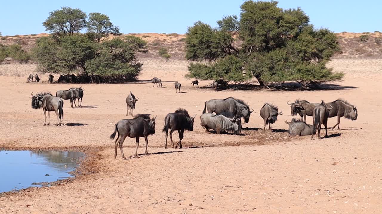 Wildebeest roll in the wet sandy mud at Kalahari watering hole