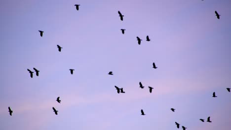 Bandada-De-Pájaros-Volando-Contra-El-Cielo-Crepuscular,-Formación-Dispersa