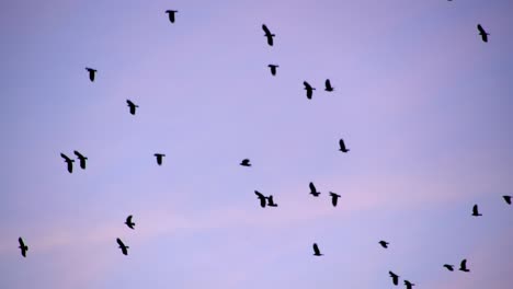 bandada de pájaros volando contra el cielo del crepúsculo, formación dispersa