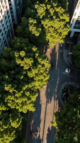 urban street with trees from above