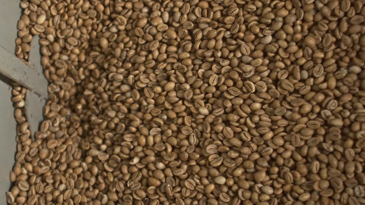 Grado dei chicchi di caffè, cernita, produzione di massa in fabbrica, raccolta, slow motion
