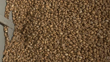 coffee beans grade, sorting, factory mass production, harvesting, slow-mo