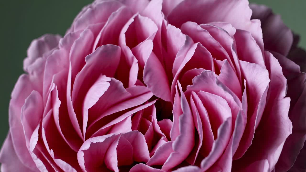 Close-up video shot of a pink rose, capturing intricate petal details from a top-down angle