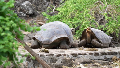 Par-De-Chelonoidis-Chathamensis-Levantando-La-Cabeza-Con-La-Boca-Abierta-En-La-Estación-De-Investigación-Charles-Darwin-En-La-Isla-Santa-Cruz