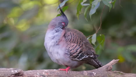 una paloma crestada se está arreglando en una rama de árbol, arriba y tiro fijo, fondo borroso