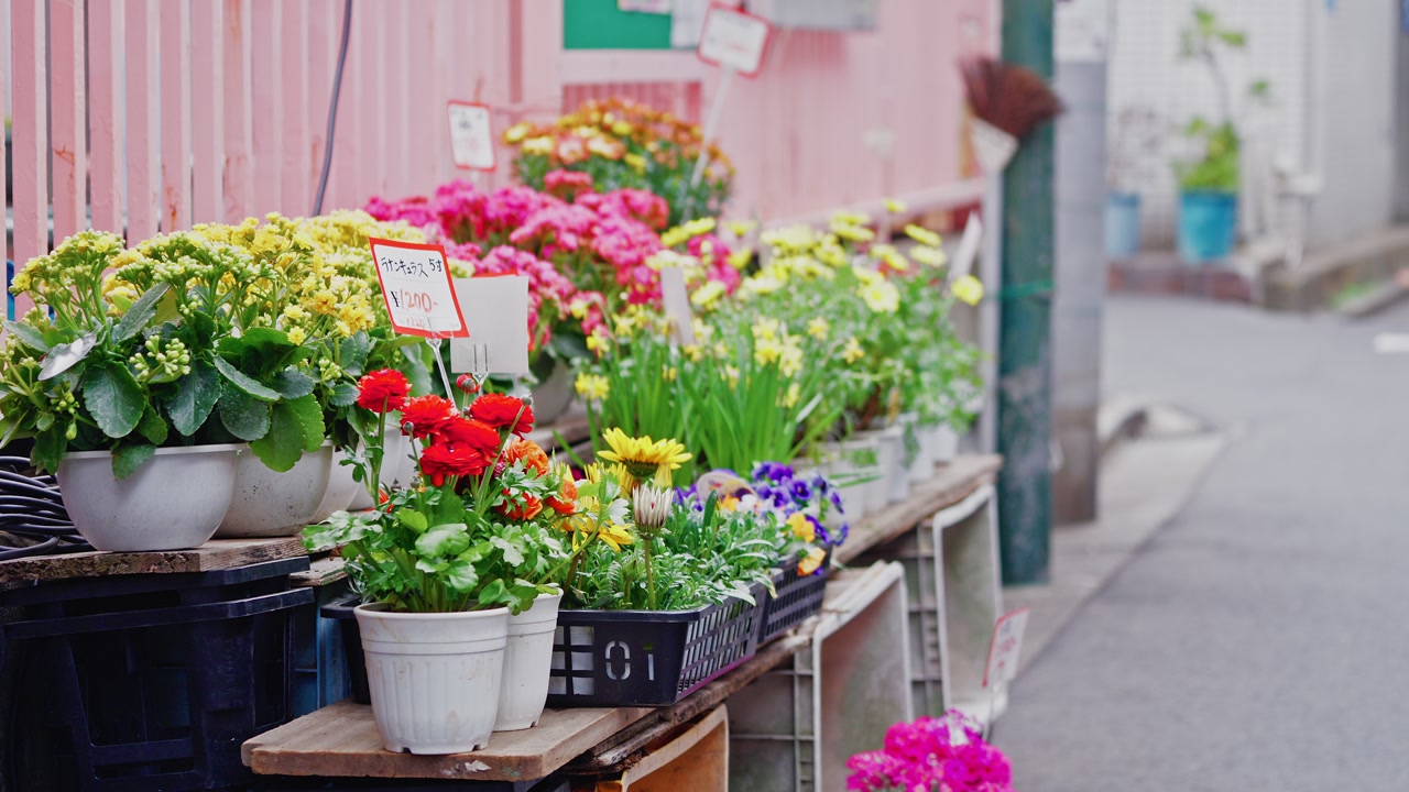 Vibrant red, yellow, and pink blossoms in white pots line a narrow neighborhood road, adding a touch of nature to the local urban atmosphere.