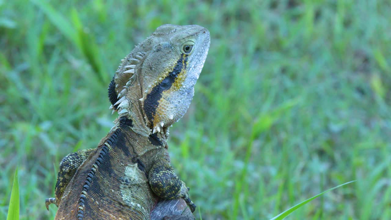 Close-up profile of an Australian water dragon lizard resting on a log in green grass
