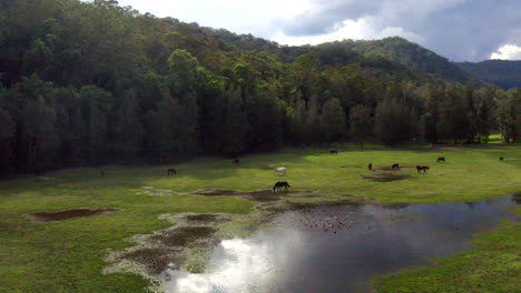 antenna: inseguimento di droni a sinistra intorno a un campo di cavalli al pascolo su un campo umido