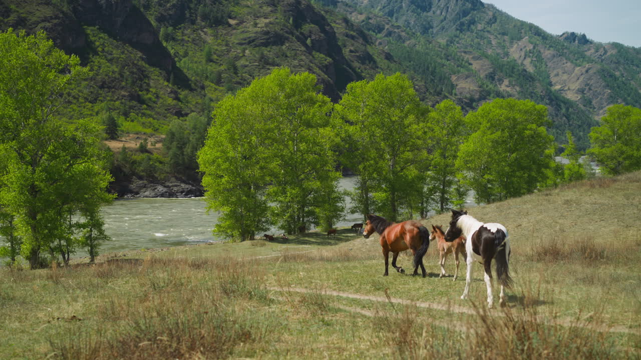 caballos de pura raza caminan hacia el río corriendo al pie de la montaña