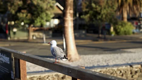a seagull rests on a wooden fence in akaroa, new zealand, during a serene sunset with warm lighting