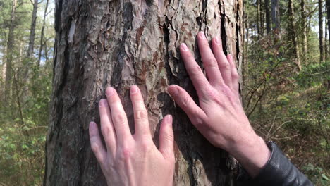 tracking shot of two hands sliding down tree bark in forest during the day