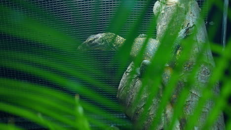 baby komodo dragon hatchling hiding behind leaves on a tree trunk in zoo habitat shallow depth of field