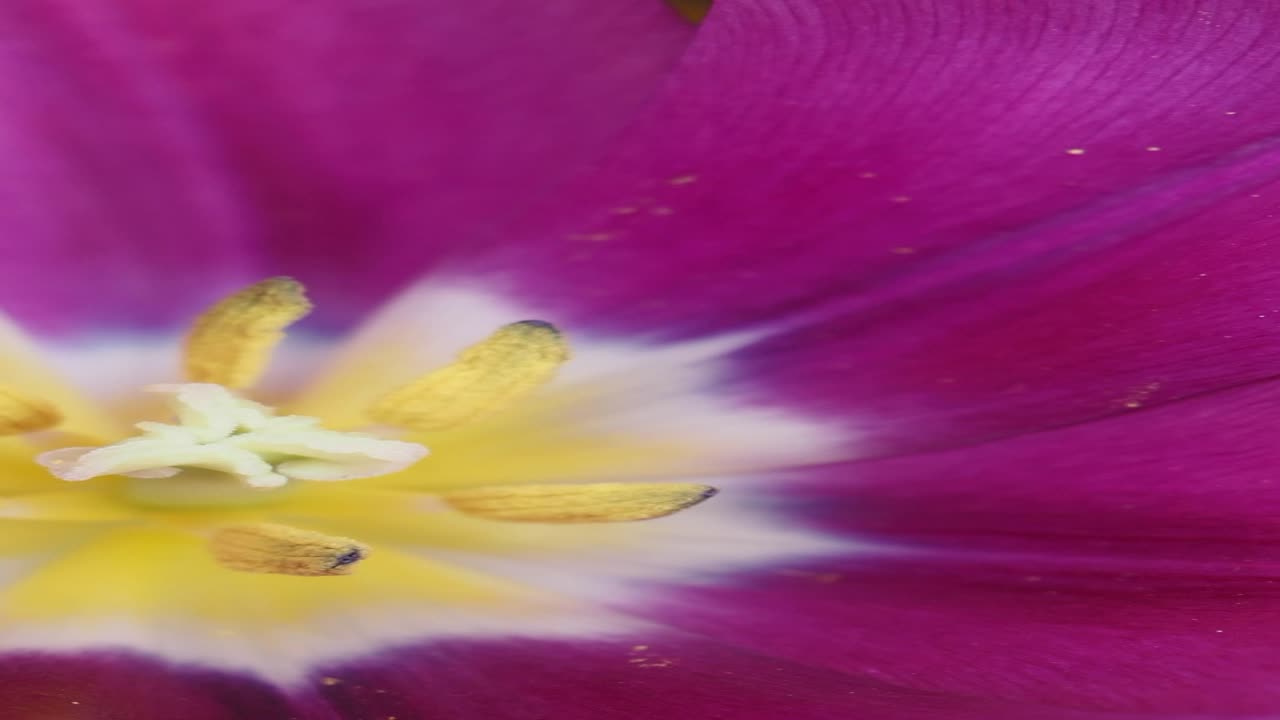 un primer plano de un tulipán púrpura