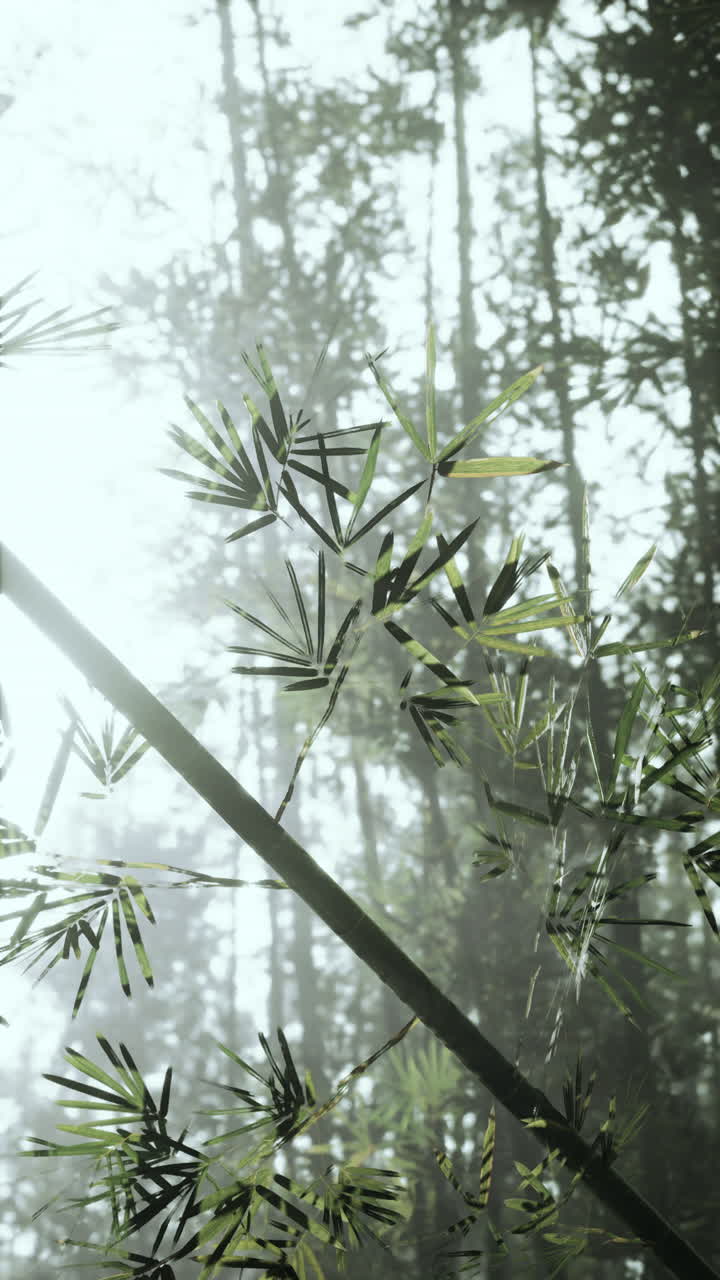 bosque de bambú con luz solar y niebla