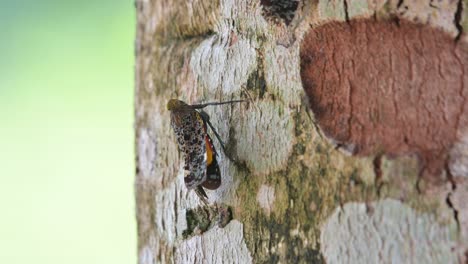 Auf-Der-Linken-Seite-Des-Baumes-Zu-Sehen,-Bewegt-Ihn-Ein-Wenig-Zurück-Und-Beginnt-Dann,-Mit-Seinen-Beinen-Auf-Die-Rinde-Zu-Klopfen,-Laternenwanze,-Penthicodes-Variegate,-Thailand