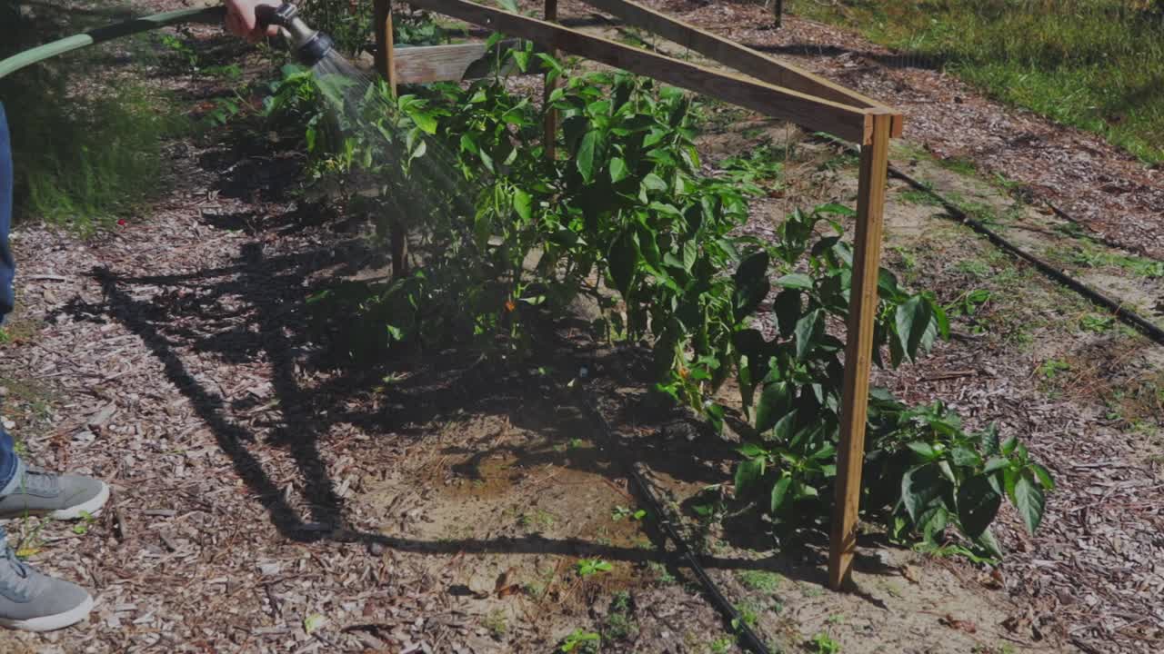 오후 중반에 정원에서 고추 식물에 물을주는 남성 농부