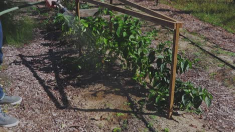 agricultor regando plantas de pimiento en el jardín a media tarde