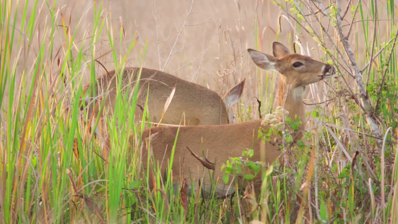 녹색과 노란색 잎을 먹는 흰 꼬리 사슴 포유류
