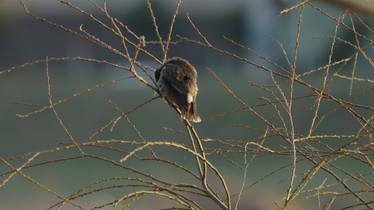 estornino de mejillas blancas acicalándose mientras se posa en pequeñas ramas de plantas durante el invierno en tokio, japón