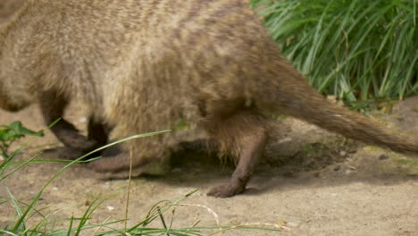 A-cautious-banded-mongoose-looking-out-for-predators,-Southern-Africa