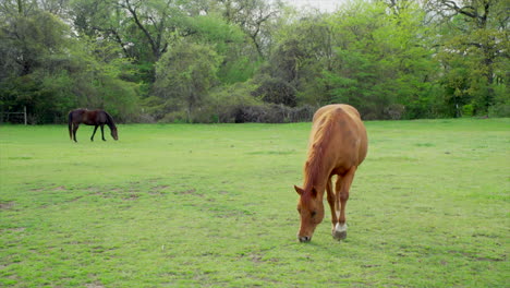 este es un tiro de dos caballos comiendo hierba en un campo