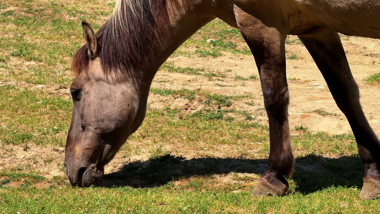 Horse in sunny pasture. A brown horse is enjoying fresh grass in a sunny field, surrounded by green vegetation and brown soil on a warm day