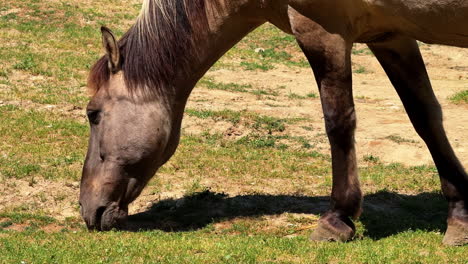 horse in sunny pasture. a brown horse is enjoying fresh grass in a sunny field, surrounded by green vegetation and brown soil on a warm day