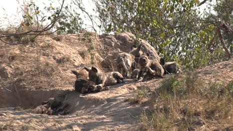 close up of wild dog puppies scratch and play outside their den