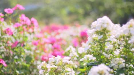 beautiful bed of pink and white phlox and malve flowers with trees in the background in a park in summer