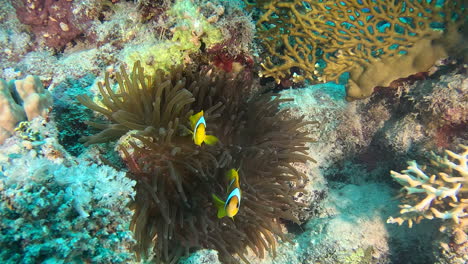 Zwei-Clownfische-Verstecken-Sich-In-Der-Anemone-Im-Roten-Meer