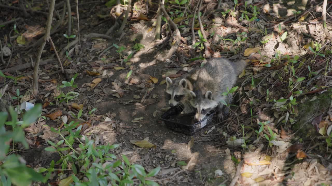 Filmato al rallentatore di procioni che camminano in una zona di mangrovie alberata vicino al Black Point Park e al Biscayne National Park in Florida. Comportamento naturale della fauna selvatica in un ecosistema costiero