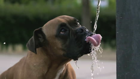 dog drinking water from park water fountain stream - slowmotion 240 fps