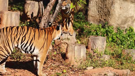 tigres en un hábitat natural
