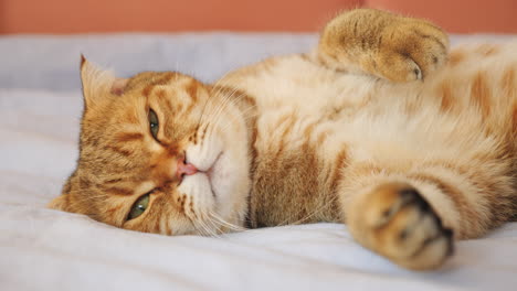 gato británico de pelo corto somnoliento