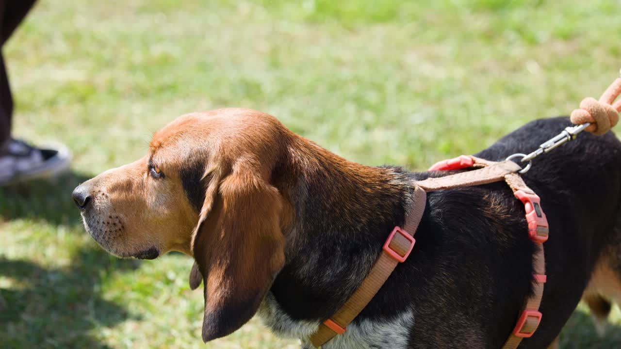 Beagle walks on grass, guided by leash, bright daylight, outdoor festival, natural candid movement