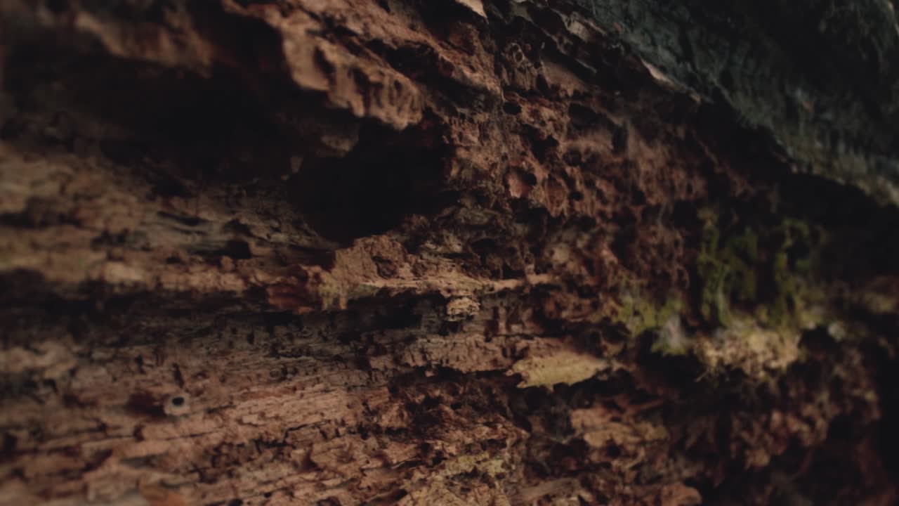 muy cerca de la corteza de un árbol viejo