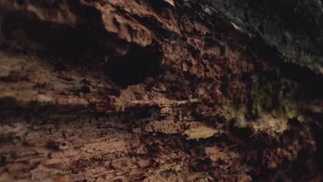 muy cerca de la corteza de un árbol viejo