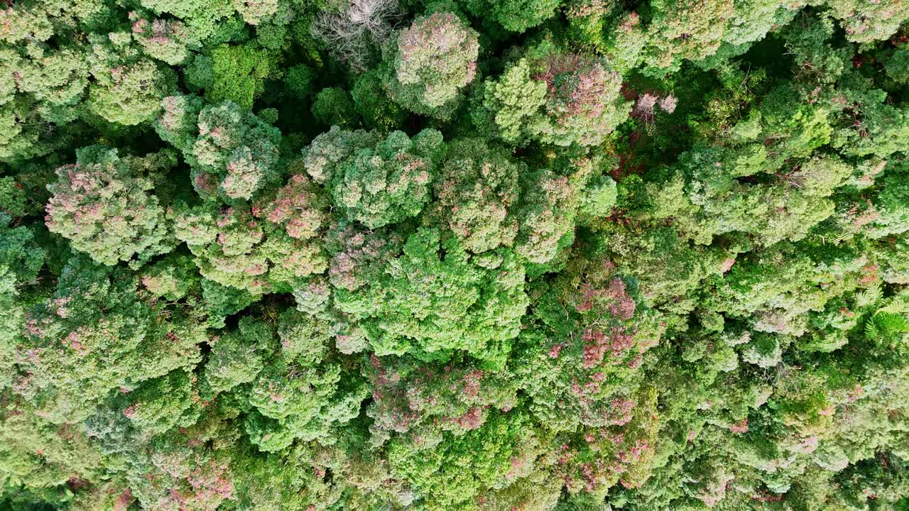 Top down view over the green forested slopes of Mount Sumbing in Indonesia.