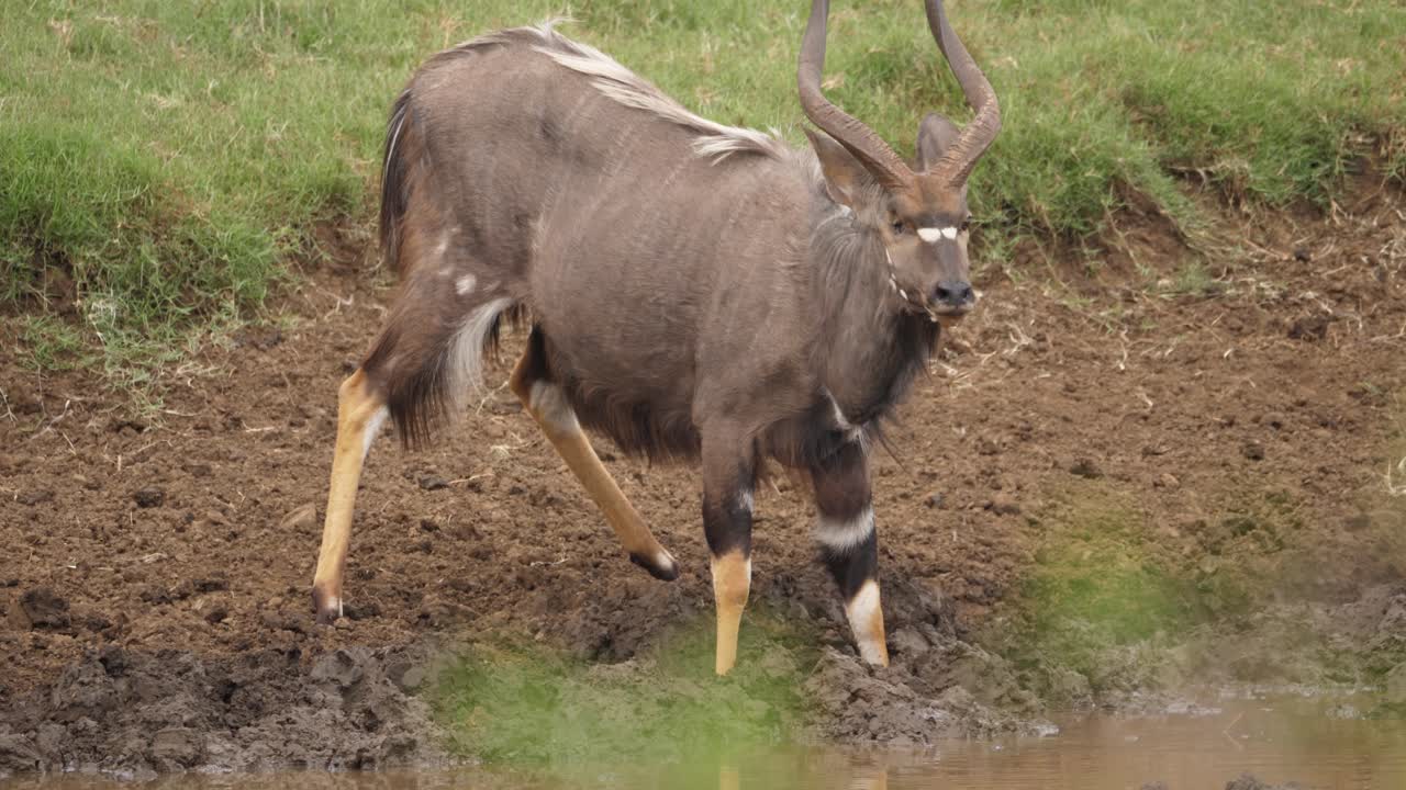 antílope nyala macho adulto al que le faltan bebidas en el ojo derecho en el pozo de agua
