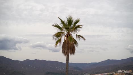 Minimalist-single-Palm-tree-against-cloudy-sky-and-mountains-in-distance