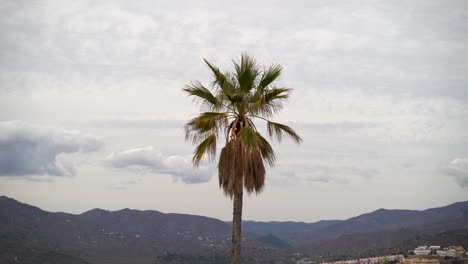 Minimalistische-Einzelne-Palme-Vor-Bewölktem-Himmel-Und-Bergen-In-Der-Ferne