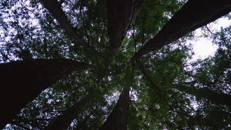 Looking-up-at-1000-year-old-redwood-trees-near-the-pacific-coast-highway-deep-in-the-forests-of-the-california-mountains