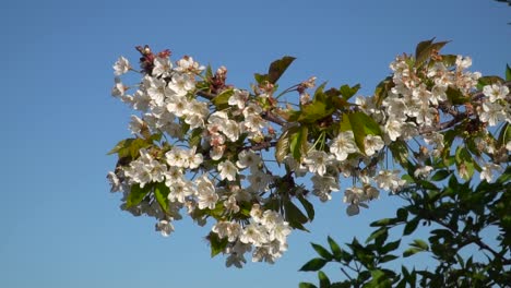 beautiful white sakura cherry blossom twigs with leafs softly moving against beautiful blue sky on sunny day