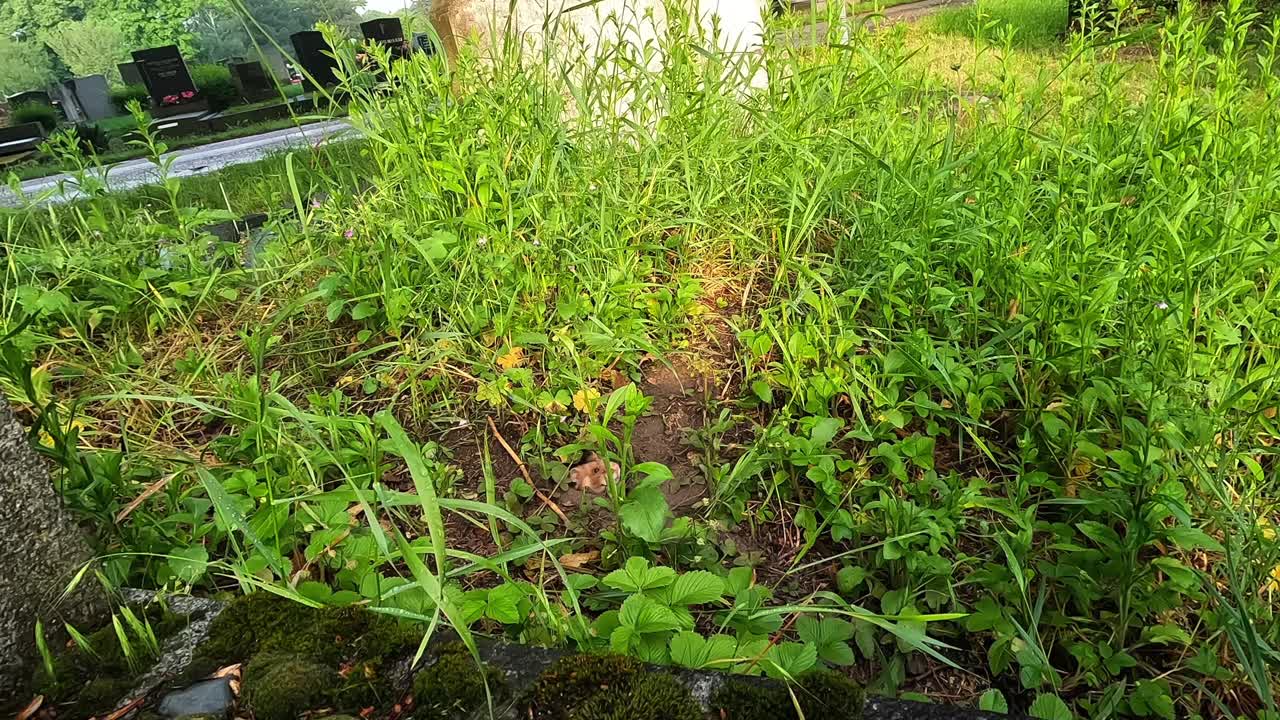Criceto europeo che emerge dalla tana in una fitta vegetazione, con lapidi di cimitero leggermente sfocate sullo sfondo. Un tranquillo momento di fauna selvatica urbana, comportamento naturale nel tardo pomeriggio.