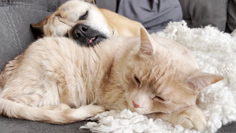 pug bulldog lying on a cat as a pillow - friends